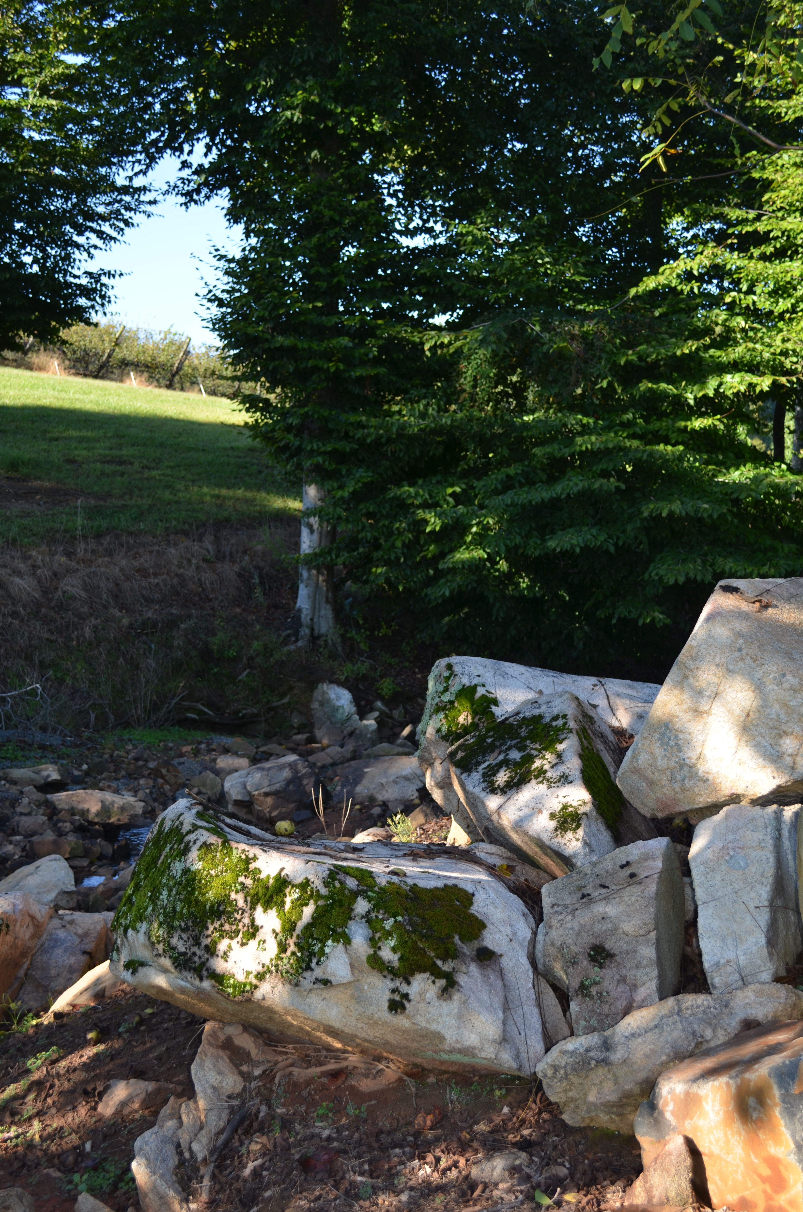 ./2013/Lexington NC/VDSC_2905.JPG